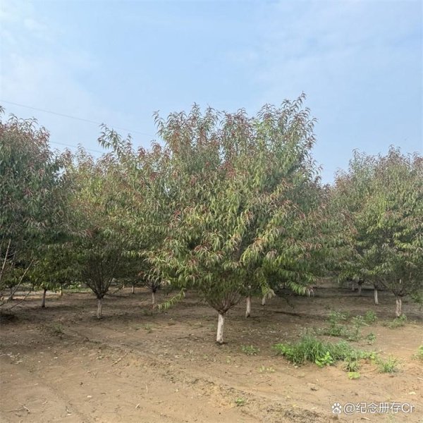 配资炒股投资 河南15公分红叶碧桃价格全解析